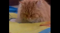 قطة شيرازي